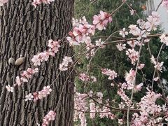 -桃花堤公园