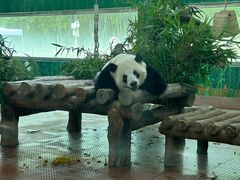 -广州动物园