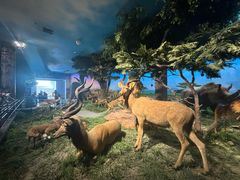 -国家自然博物馆