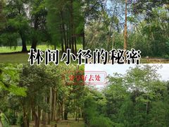 -南宁良凤江国家森林公园