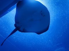 -珠海长隆海洋王国