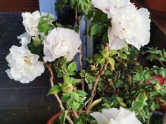 -溪岸路花鸟市场