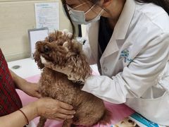 -北京观赏动物医院·24小时大型综合·猫专科·异宠专科