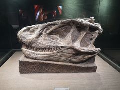 -自贡恐龙博物馆