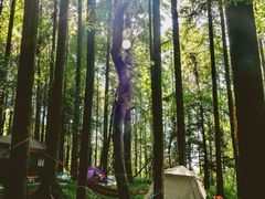 -武陵山森林公园