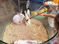 -正佳雨林生态植物园