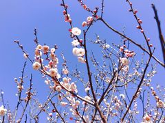 -梅花山(明孝陵内)