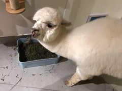 -Heymao猫咖.咖啡厅(东门店)