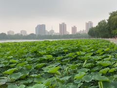 -莲花池公园