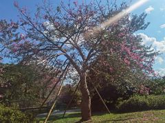 -中国科学院西双版纳热带植物园