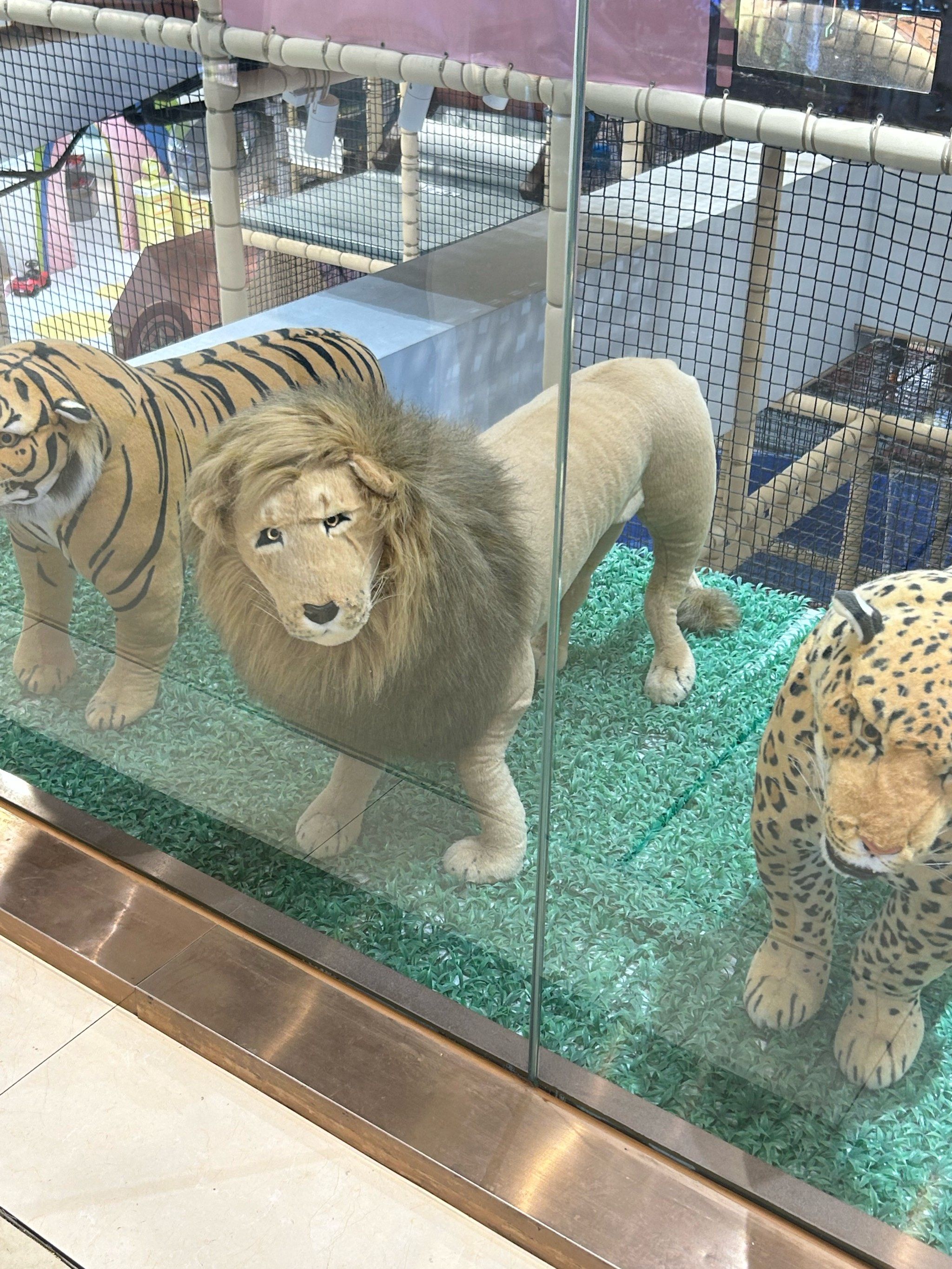 狮子的欢乐时光