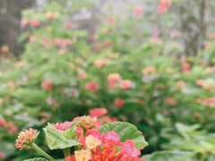 -合肥滨湖国家森林公园