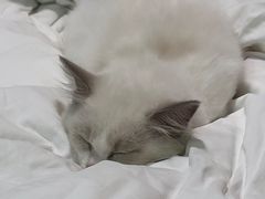 -lincat·猫舍(广州店)