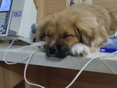 -联合动物医院(光谷诊疗中心)
