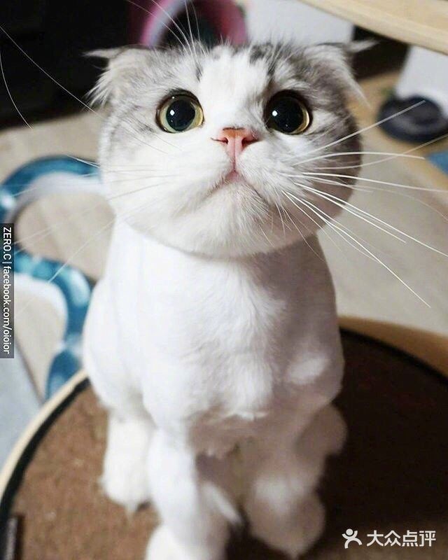 猫咪特性一 猫咪的瞳孔竖了起来