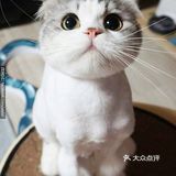 猫咪特性一 猫咪的瞳孔竖了起来