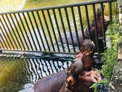 -海南热带野生动植物园