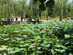 -近春园遗址