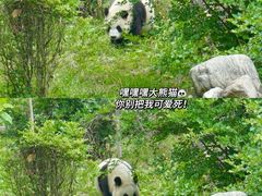 -西安秦岭野生动物园