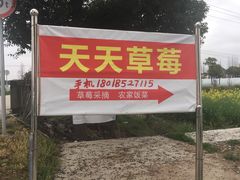 -青浦采草莓天天草莓园