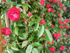 -人民公园(罗湖区)