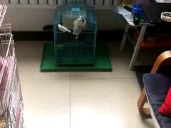 -喜多萌中农锦绣动物医院24H·猫科·牙科MRI·CT