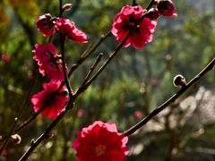 -桃花涧