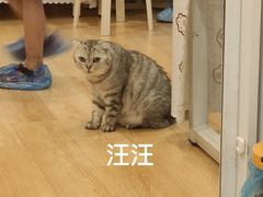 -猫咪派对(江南西店)