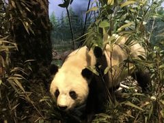 -陕西自然博物馆