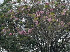 -东莞植物园
