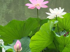 -北京动物园-畅观楼