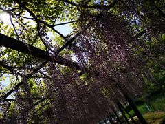 -嘉定紫藤园
