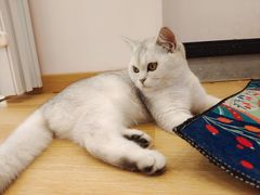 -猫咪派对(江南西店)