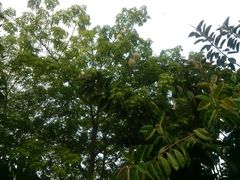 -三亚海棠湾万丽度假酒店