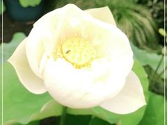 -陈家山荷花公园