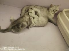 -喵的天空名猫咖啡馆·撸猫·猫舍·用品