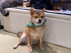 -逗柴咖啡屋·狗咖猫咖宠物桌游