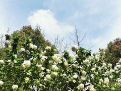 -铁山坪森林公园