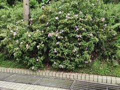-云溪植物园