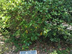 -柯岩风景区