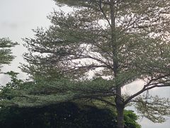 -东莞植物园