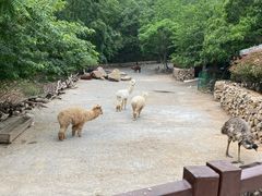 -青岛森林野生动物世界