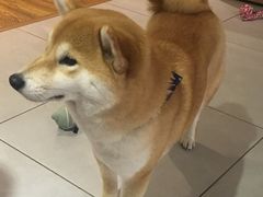 -柴务处·柴犬主题狗咖