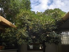 -云里小坐·小院里·团建·宴请·下午茶(三圣乡店)