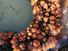 -上海海湾国家森林公园