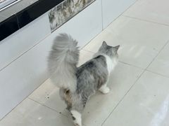 -翊宠yipet猫狗购宠庄园犬舍•猫舍