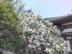 -西安青龙寺遗址景区