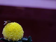 -中国翰园碑林
