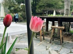 -苏州上方山国家森林公园