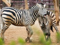 -济南野生动物世界